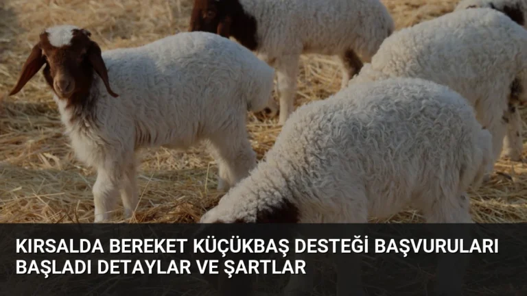 Kırsalda Bereket Küçükbaş Desteği Başvuruları Başladı Detaylar ve Şartlar