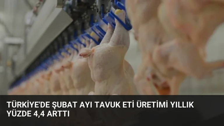 Türkiye’de Şubat Ayı Tavuk Eti Üretimi Yıllık Yüzde 4,4 Arttı