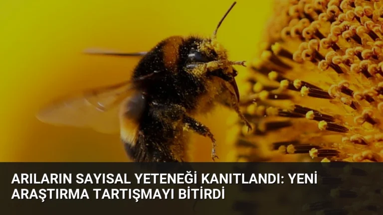 Arıların Sayısal Yeteneği Kanıtlandı: Yeni Araştırma Tartışmayı Bitirdi
