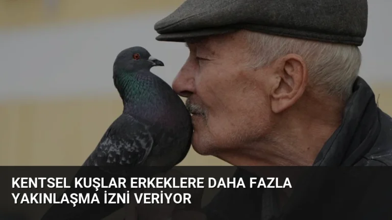 Kentsel Kuşlar Erkeklere Daha Fazla Yakınlaşma İzni Veriyor