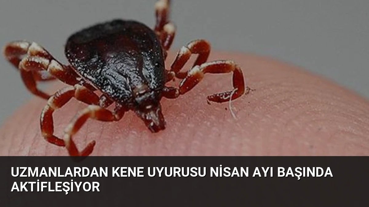 Uzmanlardan Kene Uyurusu Nisan Ayı Başında Aktifleşiyor