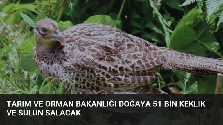 Tarım ve Orman Bakanlığı Doğaya 51 Bin Keklik ve Sülün Salacak