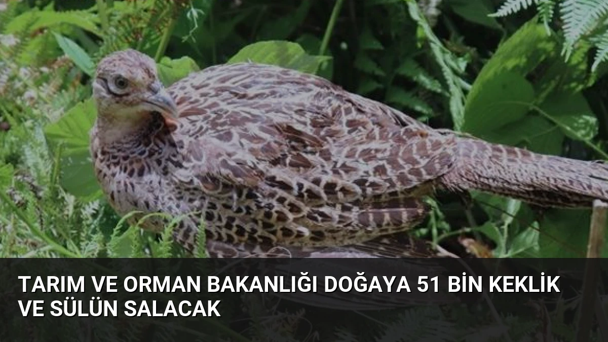 Tarım ve Orman Bakanlığı Doğaya 51 Bin Keklik ve Sülün Salacak