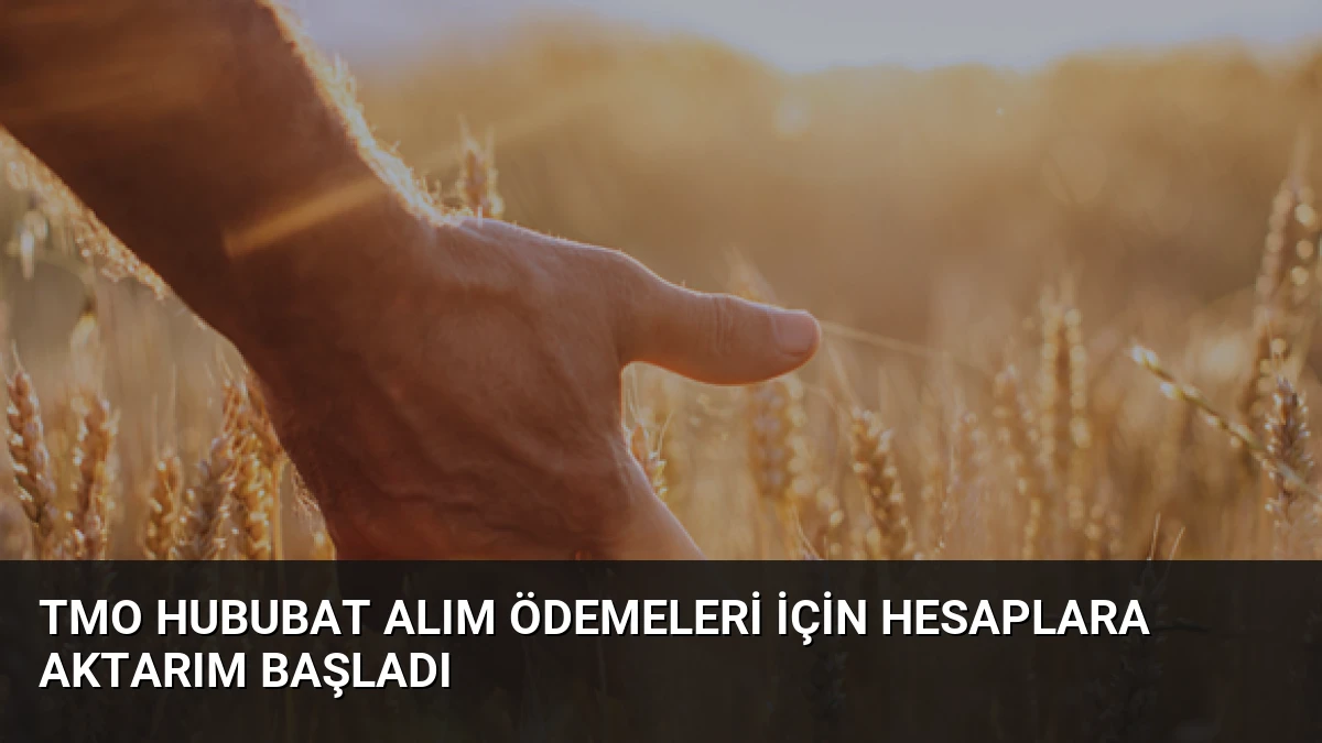 TMO Hububat Alım Ödemeleri İçin Hesaplara Aktarım Başladı